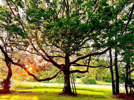 Chene La Parenthèse